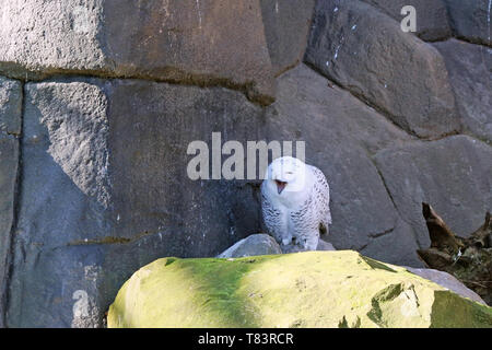 The snow owl is a great white owl. The snow owl is active during the day, especially in the summer. Stock Photo