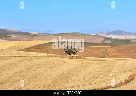 South Africa, Western cape, Karoo Stock Photo