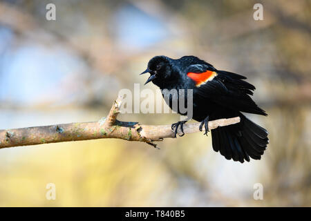 A Red-winged Blackbird sings out at sunrise at Ashbridges Bay Park in Toronto, Ontario. Stock Photo