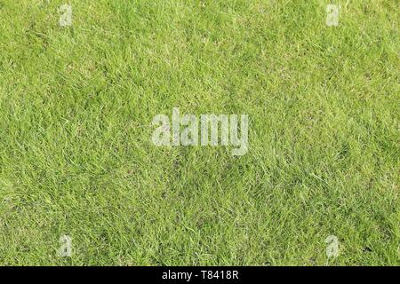 Green grass background - nice lawn backdrop texture. Stock Photo