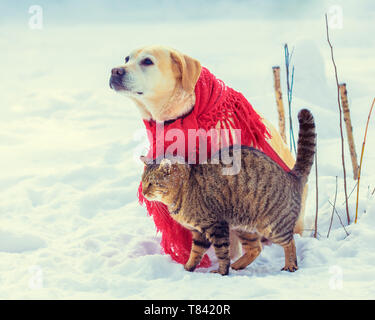 Cute scene.  Funny dog and cat playing together outdoors in winter. Dog wrapped in a red shawl and sitting on the snow. Cat rubbing against the Labrad Stock Photo