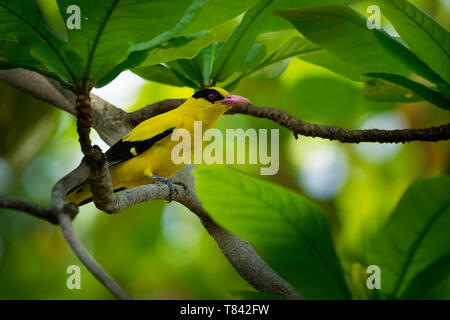 Black-naped oriole - Oriolus chinensis passerine bird in the oriole family that is found in many parts of Asia -   Siberia, Ussuriland, China, Korea,  Stock Photo