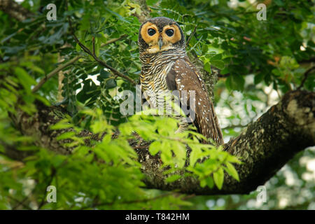 Spotted Wood-Owl - Strix seloputo, owl of the earless owl genus Strix,  three subspecies are seloputo, wiepkini and baweana. Stock Photo