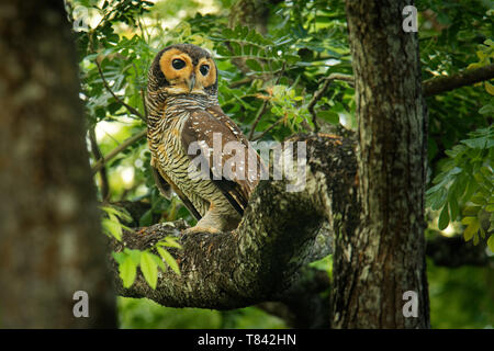 Spotted Wood-Owl - Strix seloputo, owl of the earless owl genus Strix,  three subspecies are seloputo, wiepkini and baweana. Stock Photo