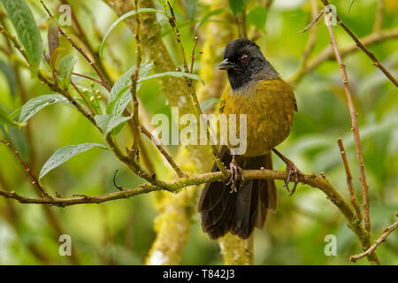Large-footed Finch - Pezopetes capitalis  passerine bird endemic to the highlands of Costa Rica and western Panama. Stock Photo