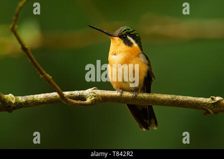 Purple-throated Mountain-gem - Lampornis calolaemus  a hummingbird which breeds in the mountains of southern Nicaragua, Costa Rica and western Panama. Stock Photo