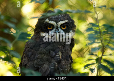 Spectacled Owl - Pulsatrix perspicillata large tropical owl native to the neotropics, breeder in forests from Mexico and Trinidad, Central America, to Stock Photo