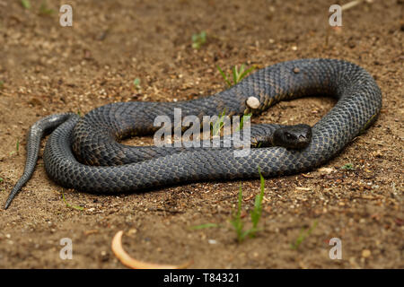 Tiger snake - Notechis scutatus highly venomous snake species found in Australia, Tasmania. These snakes are highly variable in their colour, often ba Stock Photo