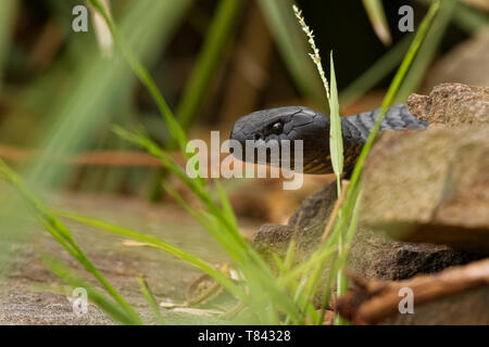 Tiger snake - Notechis scutatus highly venomous snake species found in Australia, Tasmania. These snakes are highly variable in their colour, often ba Stock Photo