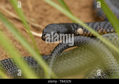 Tiger snake - Notechis scutatus highly venomous snake species found in Australia, Tasmania. These snakes are highly variable in their colour, often ba Stock Photo