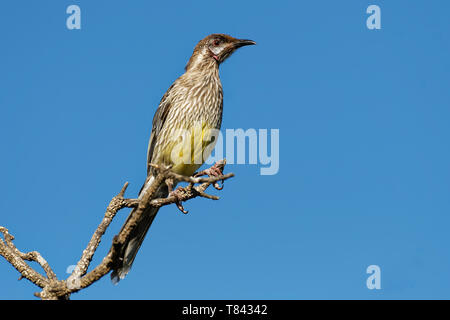 juvenile red Wattlebird (Anthochaera carunculata Stock Photo - Alamy