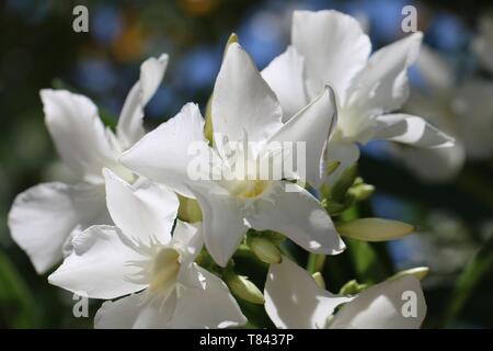 South of France - White flowers of nerium oleander in the sun Stock Photo