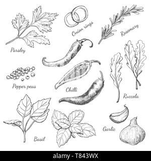 Set of spices in sketch style. Vector poster with a in a sketch style Stock Vector