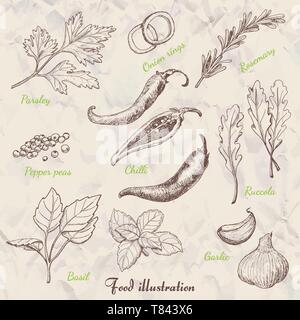 Set of spices in sketch style. Vector illustration for your design Stock Vector