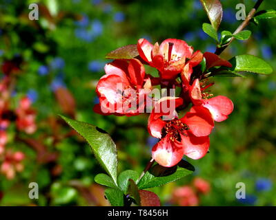 red blooming ornamental quinces with green and blue blurred background Stock Photo