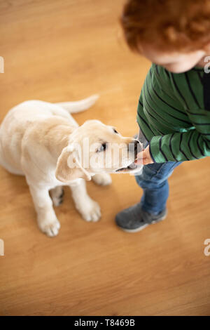 Boy giving pet puppy training treat Stock Photo