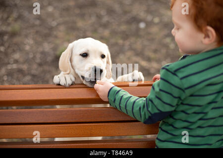 Boy giving pet puppy training treat Stock Photo