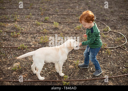 Boy giving pet puppy training treat Stock Photo