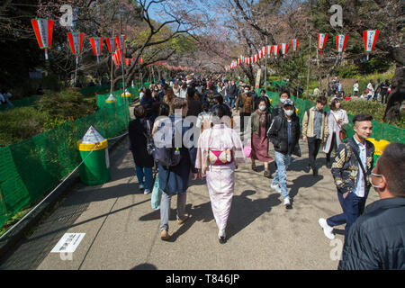 CHERRY BLOSSOM, TOKYO Stock Photo