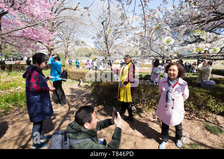 cherry blossom viewing hanami Shinjuku Gyoen park Tokyo City Honshu ...