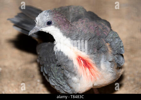 Luzon bleeding-heart dove (Gallicolumba luzonica) Stock Photo