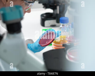 Female scientist examining cultures growing in petri dishes using inverted microscope in laboratory Stock Photo