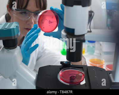 Female scientist examining cultures growing in petri dishes using inverted microscope in laboratory Stock Photo