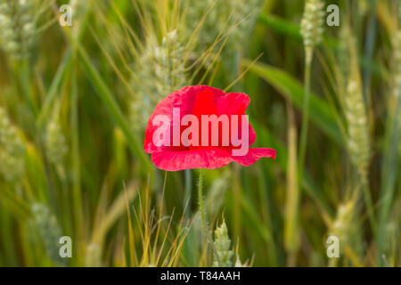 Red poppy in the cornfield. Close-up of single poppy in the in the green wheat field Stock Photo
