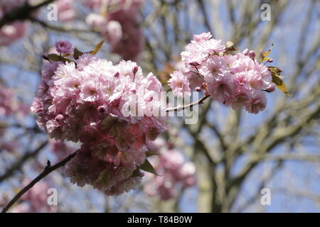 The Prunus japonica blooms in April, many beautiful pink colored flowers color the gardens and landscapes Stock Photo