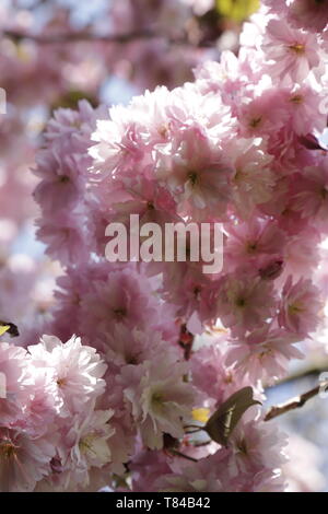 The Prunus japonica blooms in April, many beautiful pink colored flowers color the gardens and landscapes Stock Photo