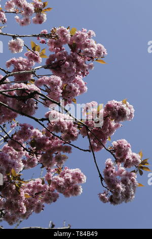 The Prunus japonica blooms in April, many beautiful pink colored flowers color the gardens and landscapes Stock Photo