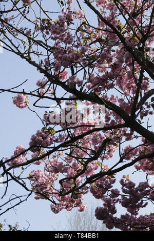 The Prunus japonica blooms in April, many beautiful pink colored flowers color the gardens and landscapes Stock Photo