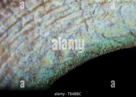 extreme macro of a cat eye, iris and a part of pupil detail Stock Photo