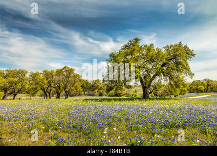 Springtime in Texas Stock Photo