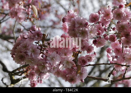 The Prunus japonica blooms in April, many beautiful pink colored flowers color the gardens and landscapes Stock Photo