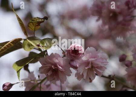 The Prunus japonica blooms in April, many beautiful pink colored flowers color the gardens and landscapes Stock Photo