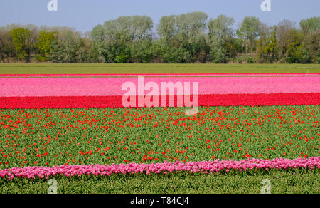 Tulips in rows of colour growing in flower fields in Lisse, South Holland, Netherlands. The flowers give the landscape a stunning striped effect. Stock Photo