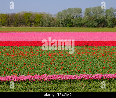 Tulips in rows of colour growing in flower fields in Lisse, South Holland, Netherlands. The flowers give the landscape a stunning striped effect. Stock Photo