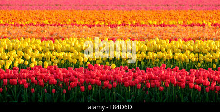 Colourful tulips growing in rows in a flower field near Lisse, South Holland, Netherlands. The colours give a striped effect. Photographed in HDR. Stock Photo