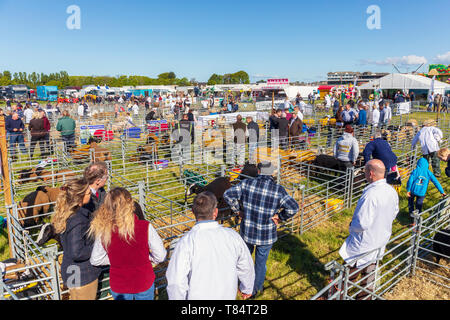 Ayr, Scotland, UK 11th May 2019. The annual Ayr County Show featuring all aspects of farming and country life was held within the grounds of Ayr Racecourse on a sunny spring day and was visited by thousands of spectators and competitors from across the whole of Britain.  Competitions included 'Tug of War' teams from Young farmers groups, livestock judging and a poultry competition judged by a number of international judges. Credit: Findlay/Alamy Live News Stock Photo