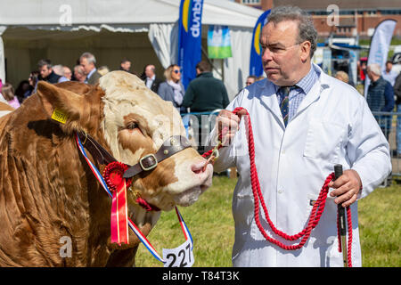 Ayr, Scotland, UK 11th May 2019. The annual Ayr County Show featuring all aspects of farming and country life was held within the grounds of Ayr Racecourse on a sunny spring day and was visited by thousands of spectators and competitors from across the whole of Britain.  Competitions included 'Tug of War' teams from Young farmers groups, livestock judging and a poultry competition judged by a number of international judges. Credit: Findlay/Alamy Live News Stock Photo
