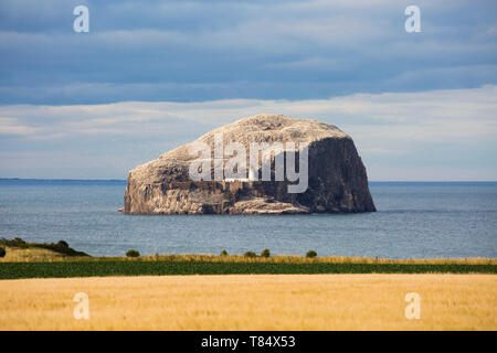 North Berwick, East Lothian, Scotland. View across fields to the Bass Rock, a steep-sided volcanic islet in the Firth of Forth, evening. Stock Photo