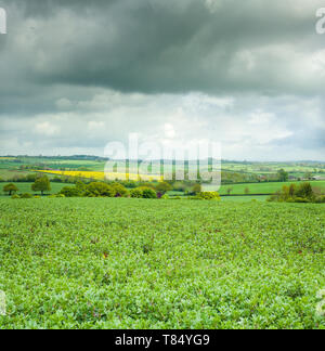 Fields where the army of parliament led by Fairfax defeated the royalist army of Charles I led by Rupert at the battle of Naseby, England, in 1645 Stock Photo