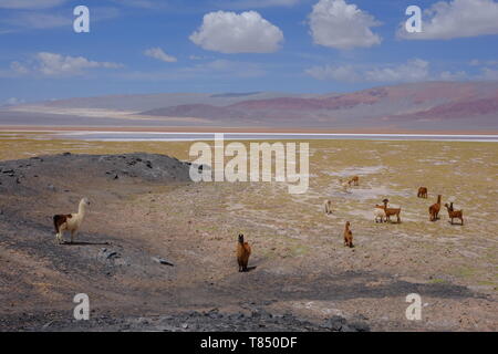 herd of llamas grazing near a salt lake in the Andes Mountains, Argentina Stock Photo