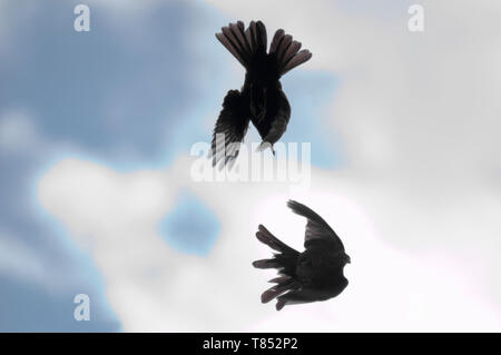 Turdus merula, male and female blackbirds UK Stock Photo - Alamy