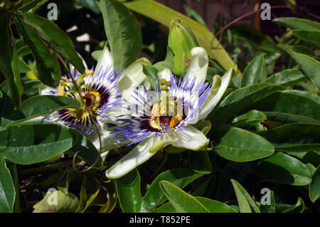 Passion flower (passiflora edulis) close-up Stock Photo