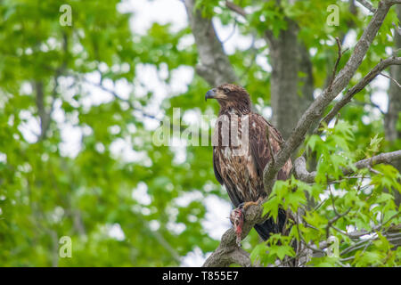 Juvenile Bald Eagle (HaliaÃ©etus leucocÃ©phalus) eating the remains of fish. Bombey Hook National Wildlife Refuge. Delaware.  USA Stock Photo