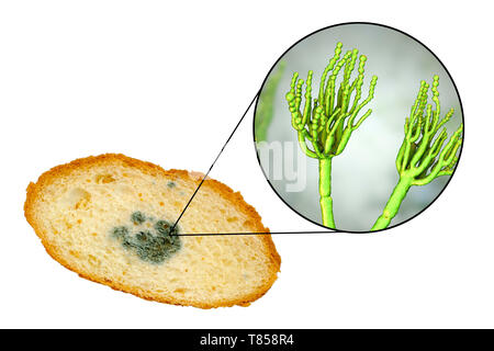 Bread with mould, composite image - Stock Image - F025/0148