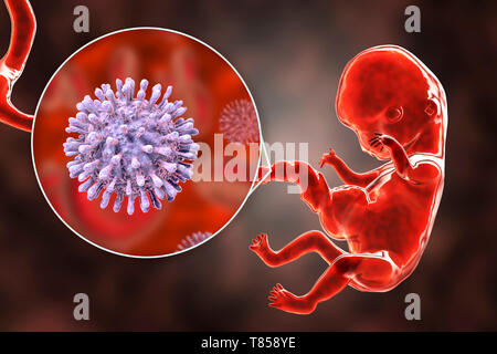 HIV infecting human embryo, illustration Stock Photo