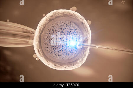 In vitro fertilization, illustration Stock Photo